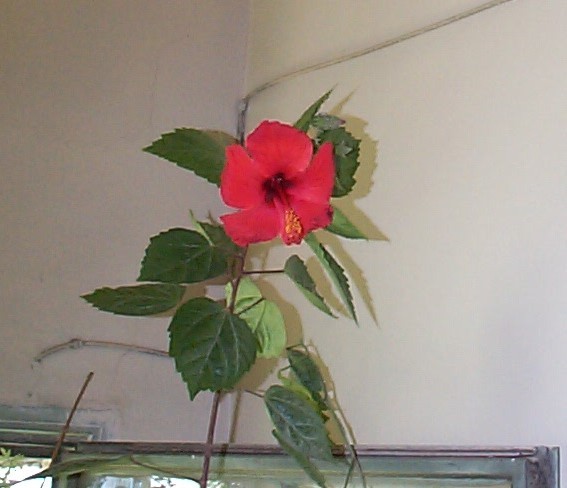 DCP03610 - Florile Casei