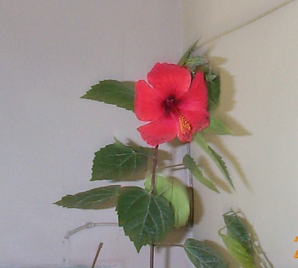 DCP03612 - Florile Casei