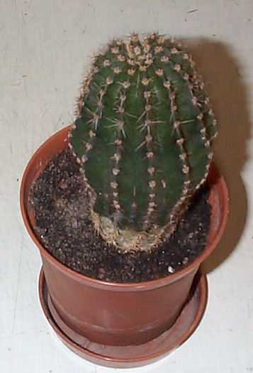 DCP03624 - Florile Casei
