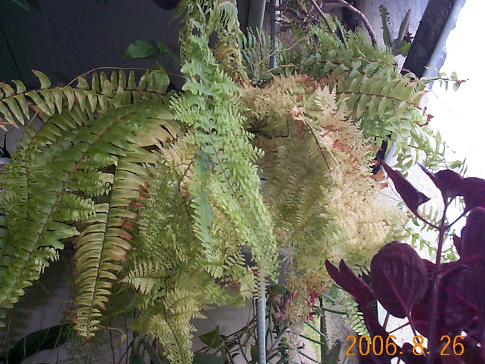 DCP03715 - Florile Casei