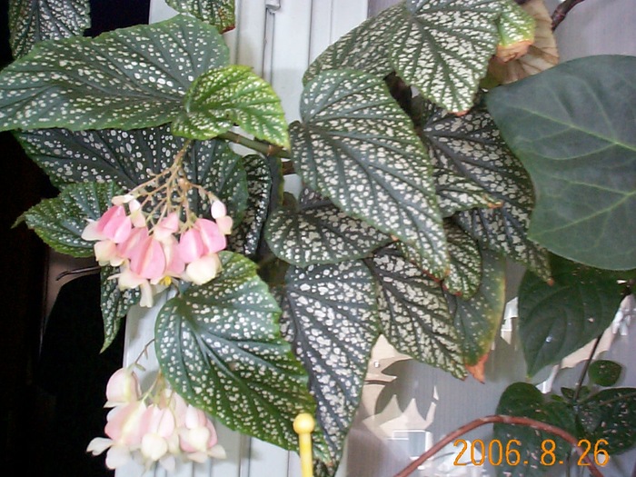 DCP03716 - Florile Casei