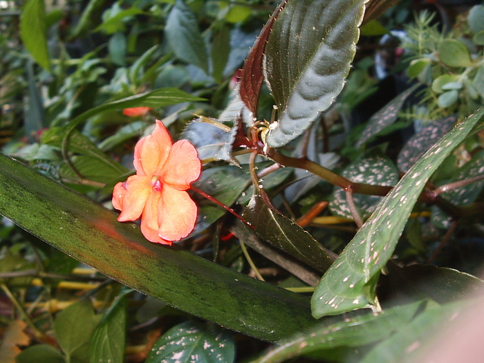 Flori02 - Florile Casei