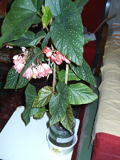 Flori08 - Florile Casei