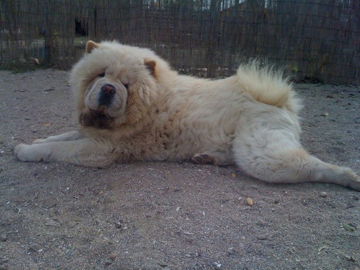 Picture 001 - de vanzare chow-chow