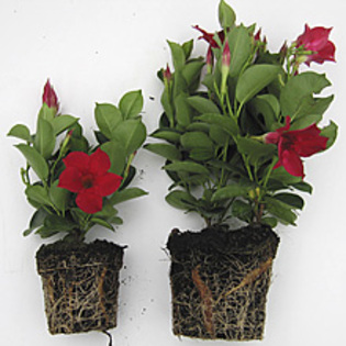 Dipladenia Mandevilla