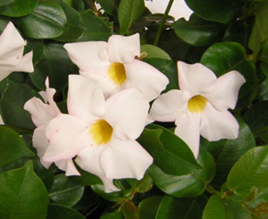 Dip-Faire-Lady - Dipladenia Mandevilla