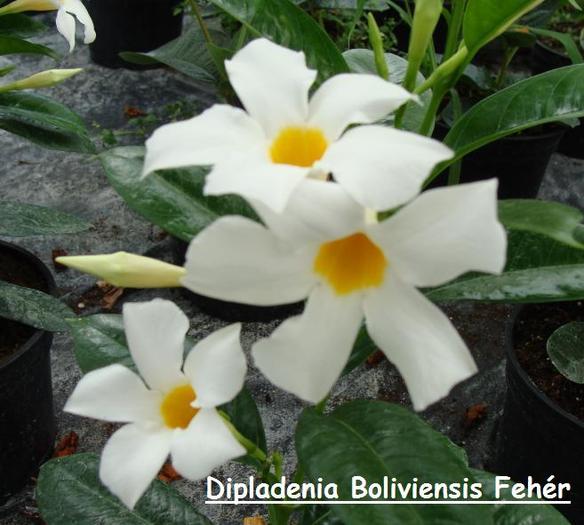 Dipladenia Boliviensis - Dipladenia Mandevilla