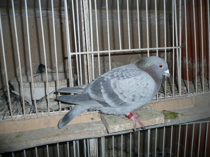 schalie 332400; 150 ron
