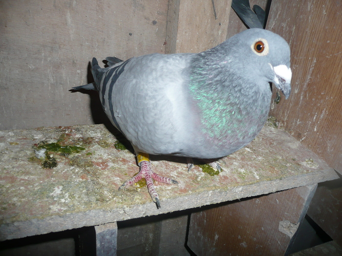 dv; pret 120 ron
