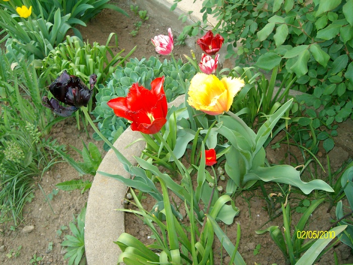 SANY8174 - salcamul japonez inflorit si alte flori