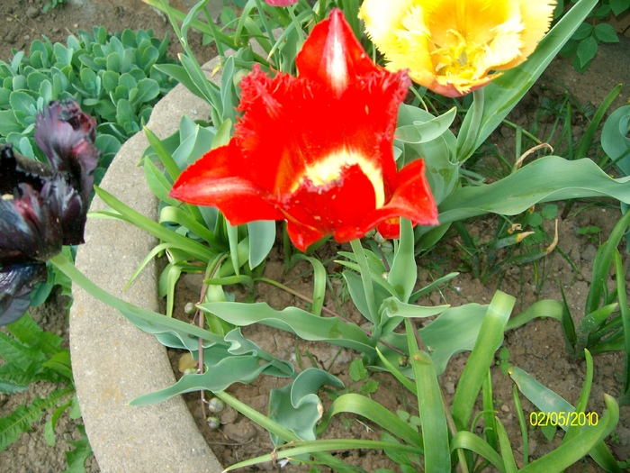 SANY8175 - salcamul japonez inflorit si alte flori