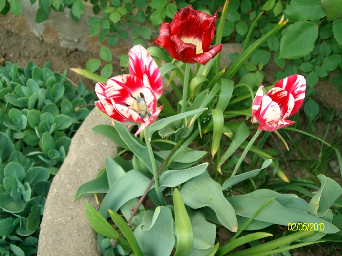 SANY8176 - salcamul japonez inflorit si alte flori
