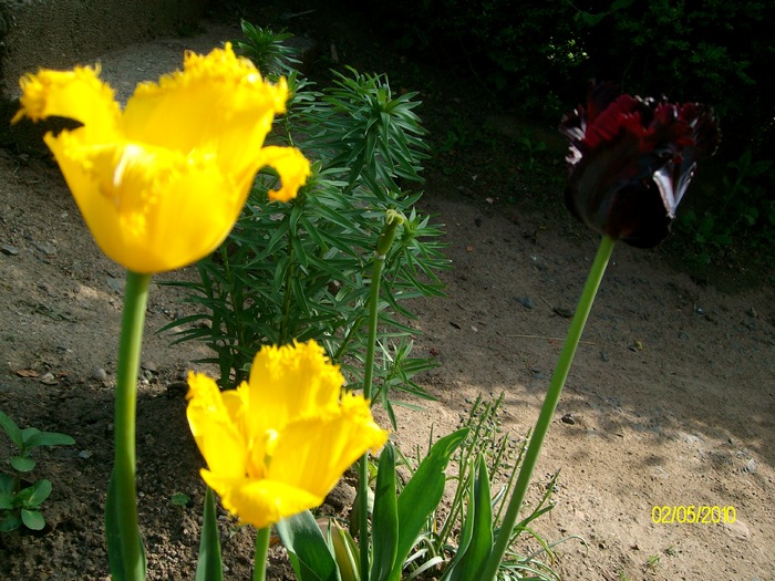 SANY8186 - salcamul japonez inflorit si alte flori