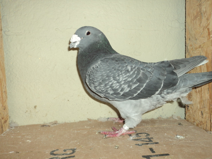 DSC00670 - porumbei 2011