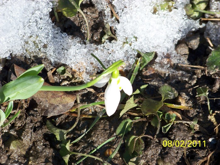 100_8580 - Ghiocei_  2010-2011