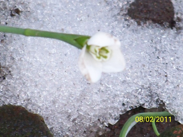 100_8590 - Ghiocei_  2010-2011
