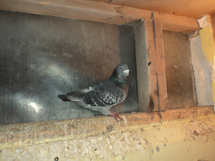 DSC00682 - porumbei 2011