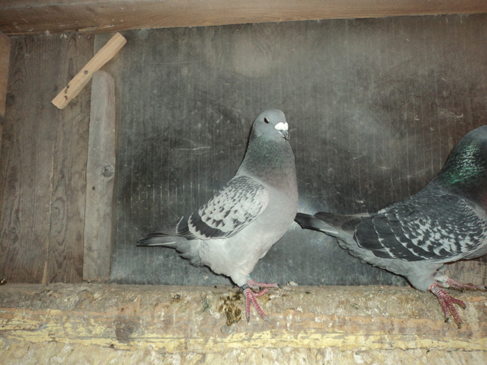 DSC00688 - porumbei 2011