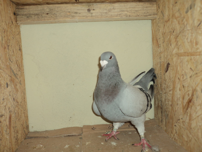DSC00695 - porumbei 2011