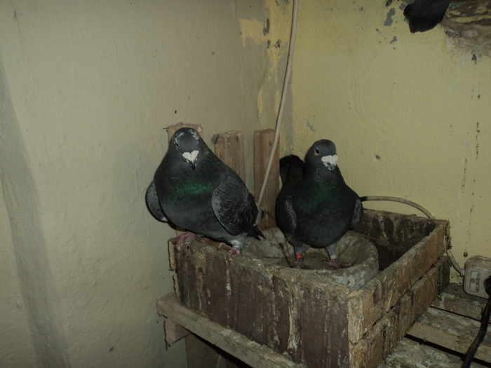 DSC00704 - porumbei 2011