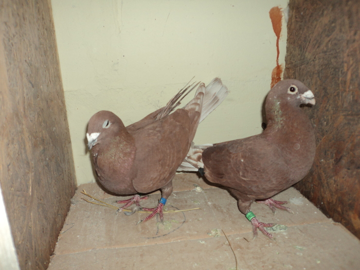 vanduti - porumbei 2011