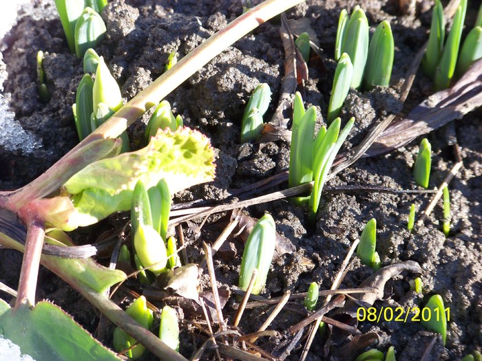 100_8585 - Iarna 2010  2011