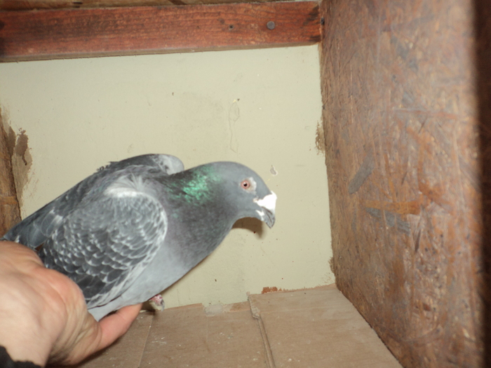 DSC00724 - porumbei 2011