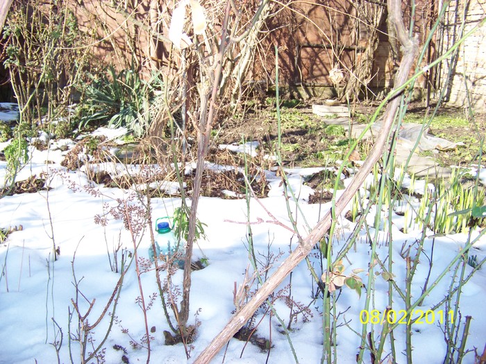 100_8609 - Iarna 2010  2011