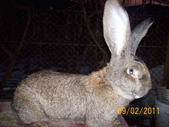 mascul nr 5 , are 10 luni