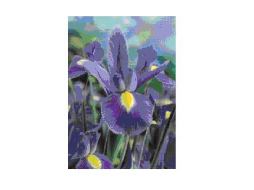 IRIS HOLLANDICA BLUE MAGIC bulbi achiz. in toamna lui 2010 de la TB