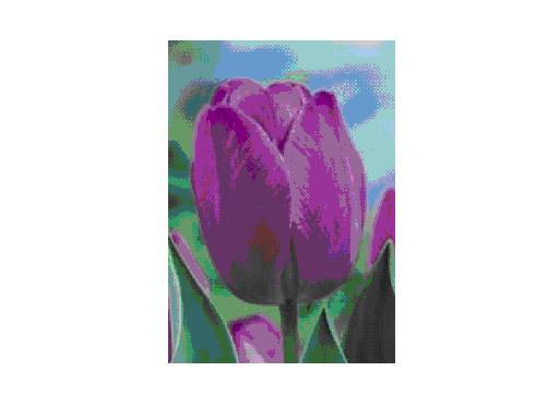 Attila bulbi achiz. in toamna lui 2010 de la MB - LALELELE preferatele mele