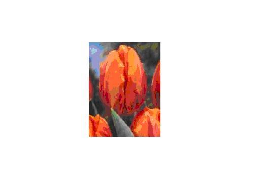 PRINCESS IRENE bulbi achiz. in toamna lui 2010 de la MB