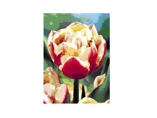 WIRISA bulbi achiz. in toamna lui 2010 de la TB - LALELELE preferatele mele