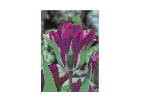 Doll’s Minuet bulbi achiz. in toamna lui 2010 de la TB