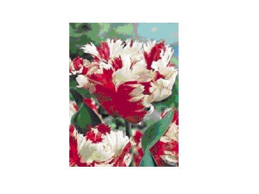 Estella Rijnveld bulbi achiz. in toamna lui 2010 de la TB