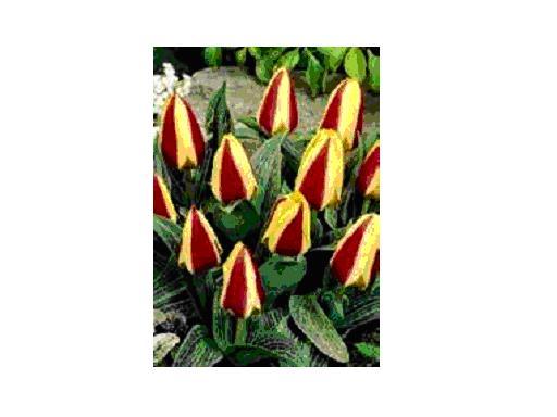 GLÜCK bulbi achiz. in toamna lui 2010 de la TB