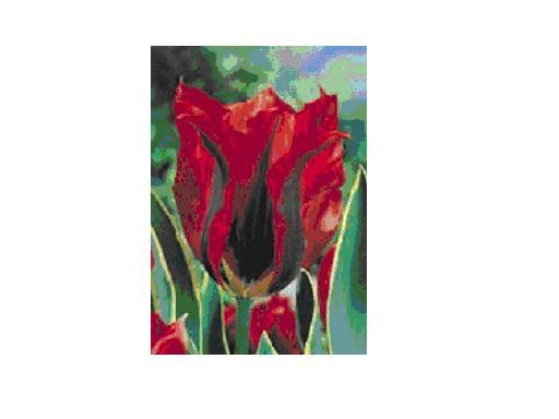 Hollywood bulbi achiz. in toamna lui 2010 de la TB