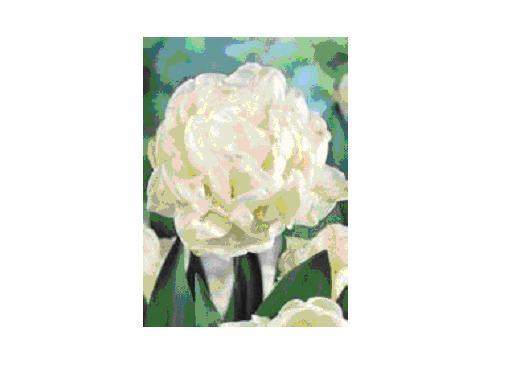 Mount Tacoma bulbi achiz. in toamna lui 2010 de la TB