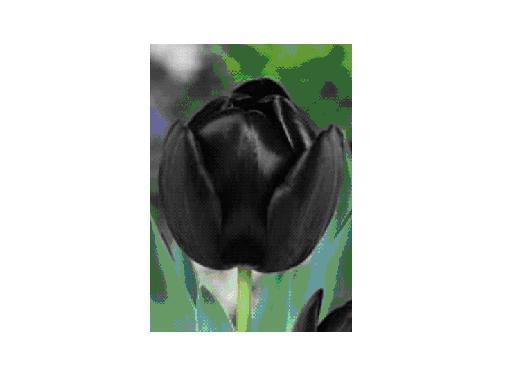 Queen of Night bulbi achiz. in toamna lui 2010 de la TB