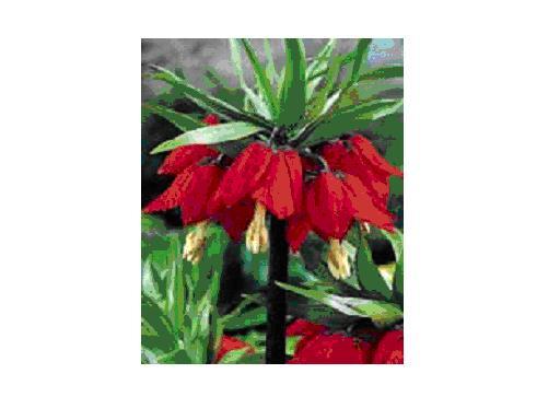 FRITILLARIA IMPERIALIS RUBRA bulbi achiz. in toamna lui 2010 de la TB