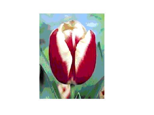 LUCKY STRIKE bulbi achiz. in toamna lui 2010 de la TB