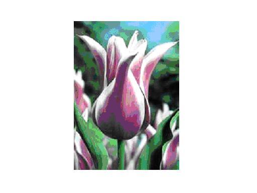 BALLADE bulbi achiz. in toamna lui 2010 de la TB