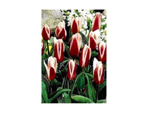 Heart’s Delight bulbi achiz. in toamna lui 2010 de la TB