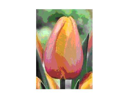 DORDOGNE bulbi achiz. in toamna lui 2010 de la TB