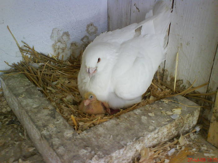 femela pe oua - porumbei americani