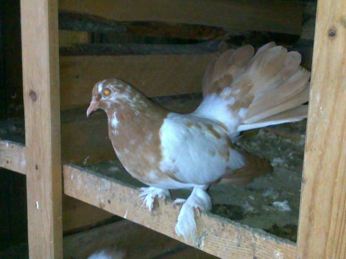 24941747_VJDUWADRF - porumbei rolleri