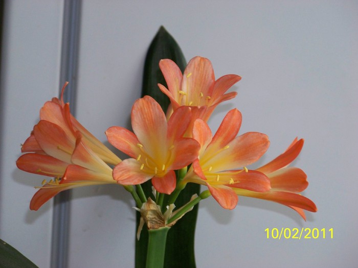 100_8671 - Clivia 2011