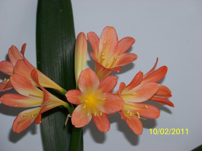 100_8672 - Clivia 2011