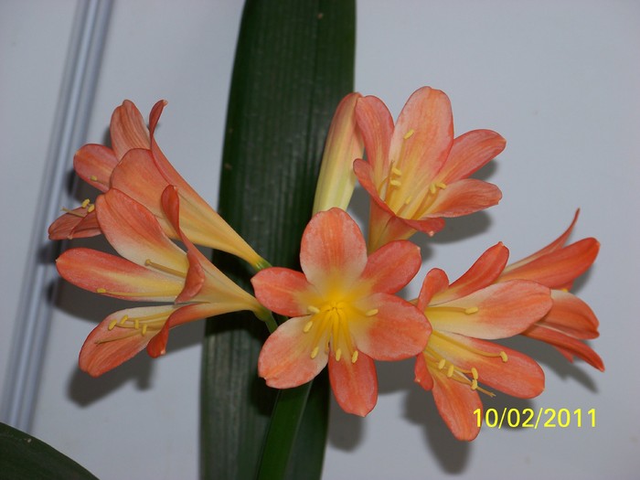 100_8667 - Clivia 2011