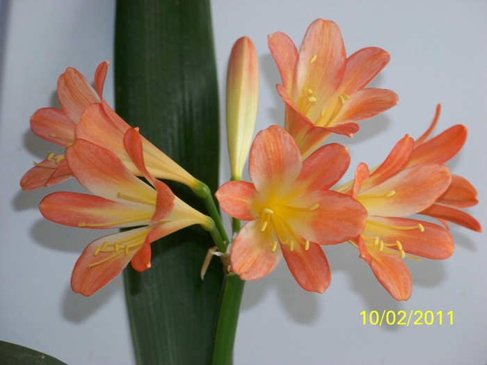 100_8668 - Clivia 2011